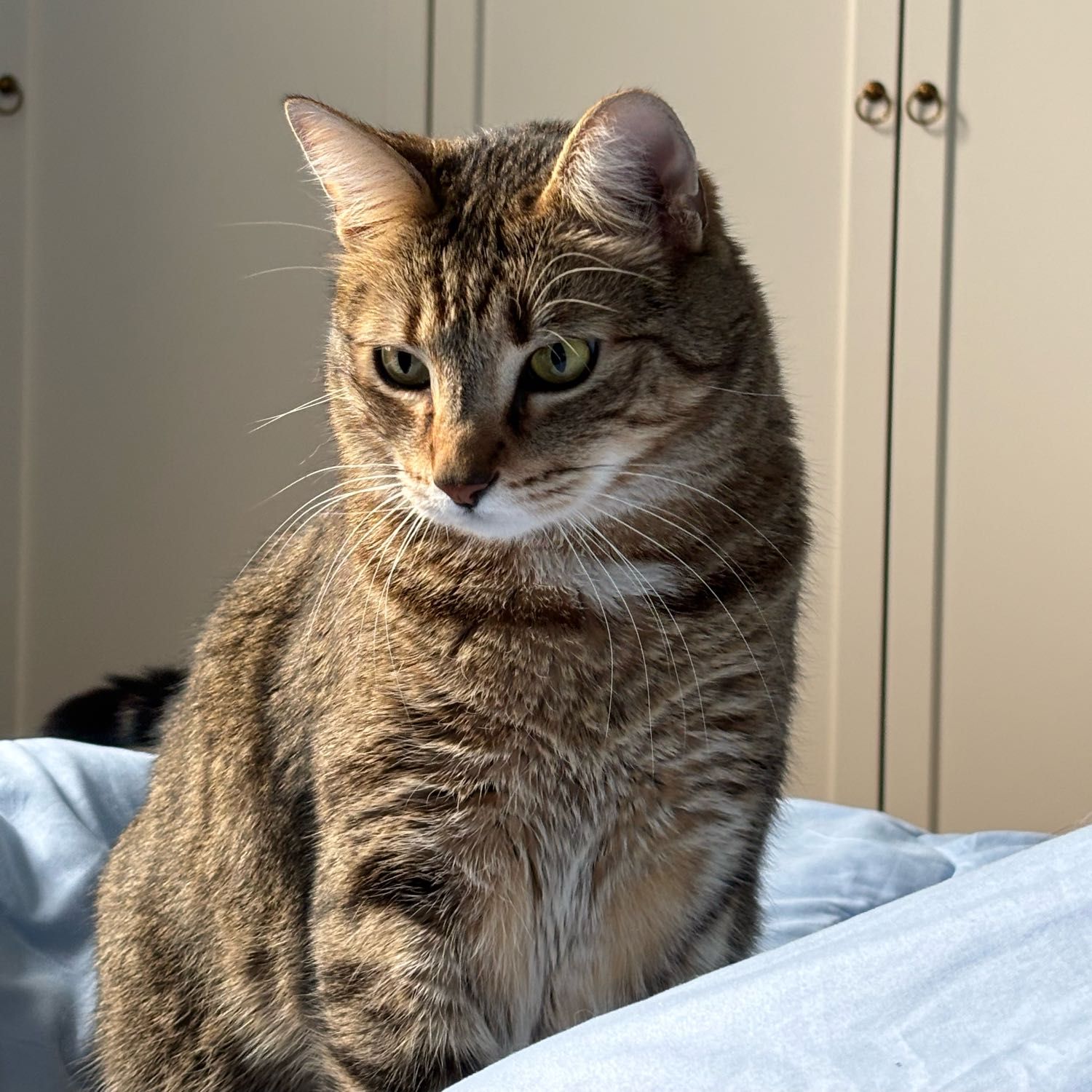 Milo