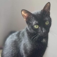 Artemis