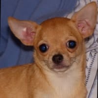 Melba