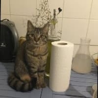 Kit