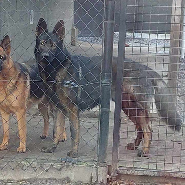 Udin von Rhatsenheim