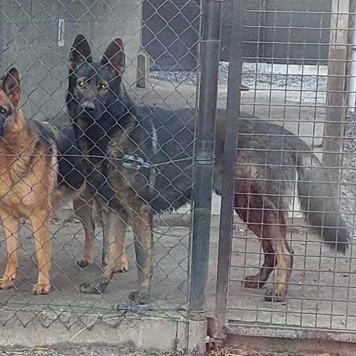 Udin von Rhatsenheim