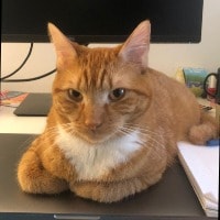 Cheddar