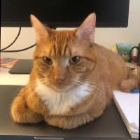 Cheddar