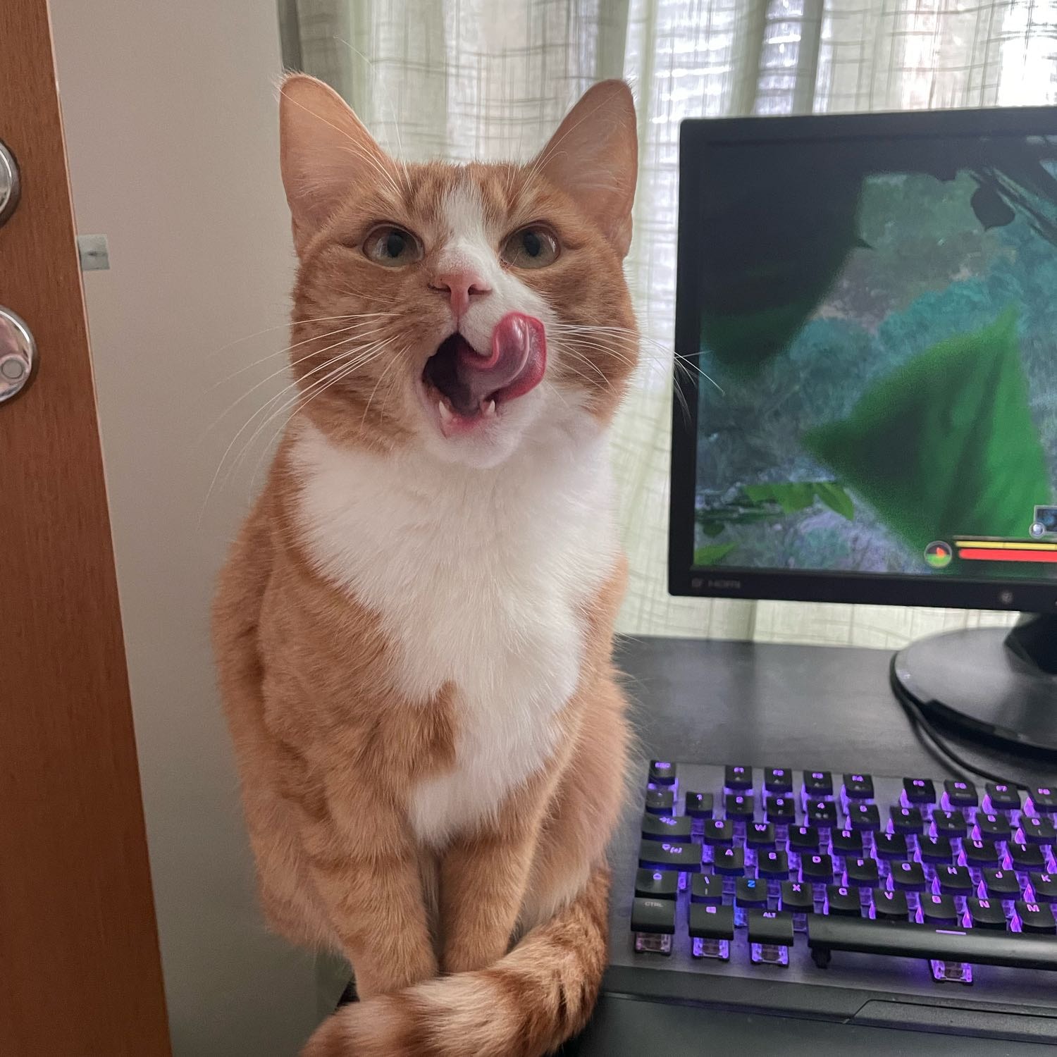 Zelda 