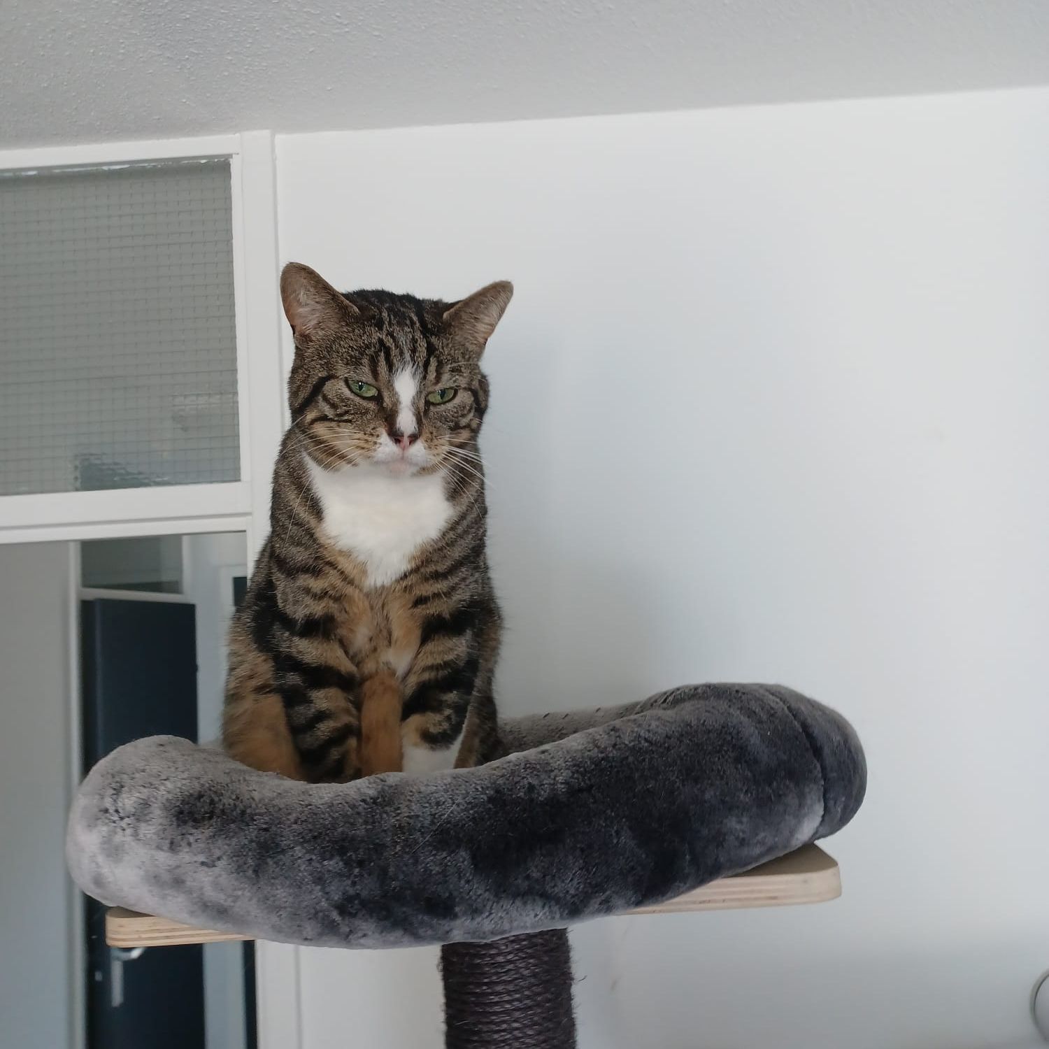 Rambo