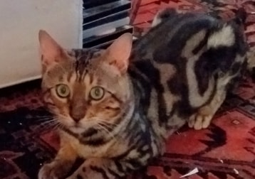 Orion