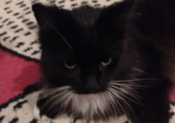 Bo