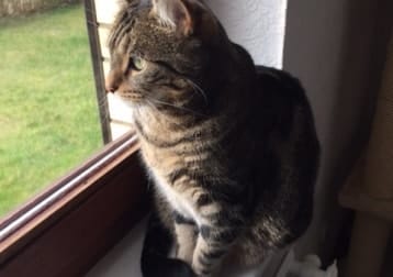 Maya