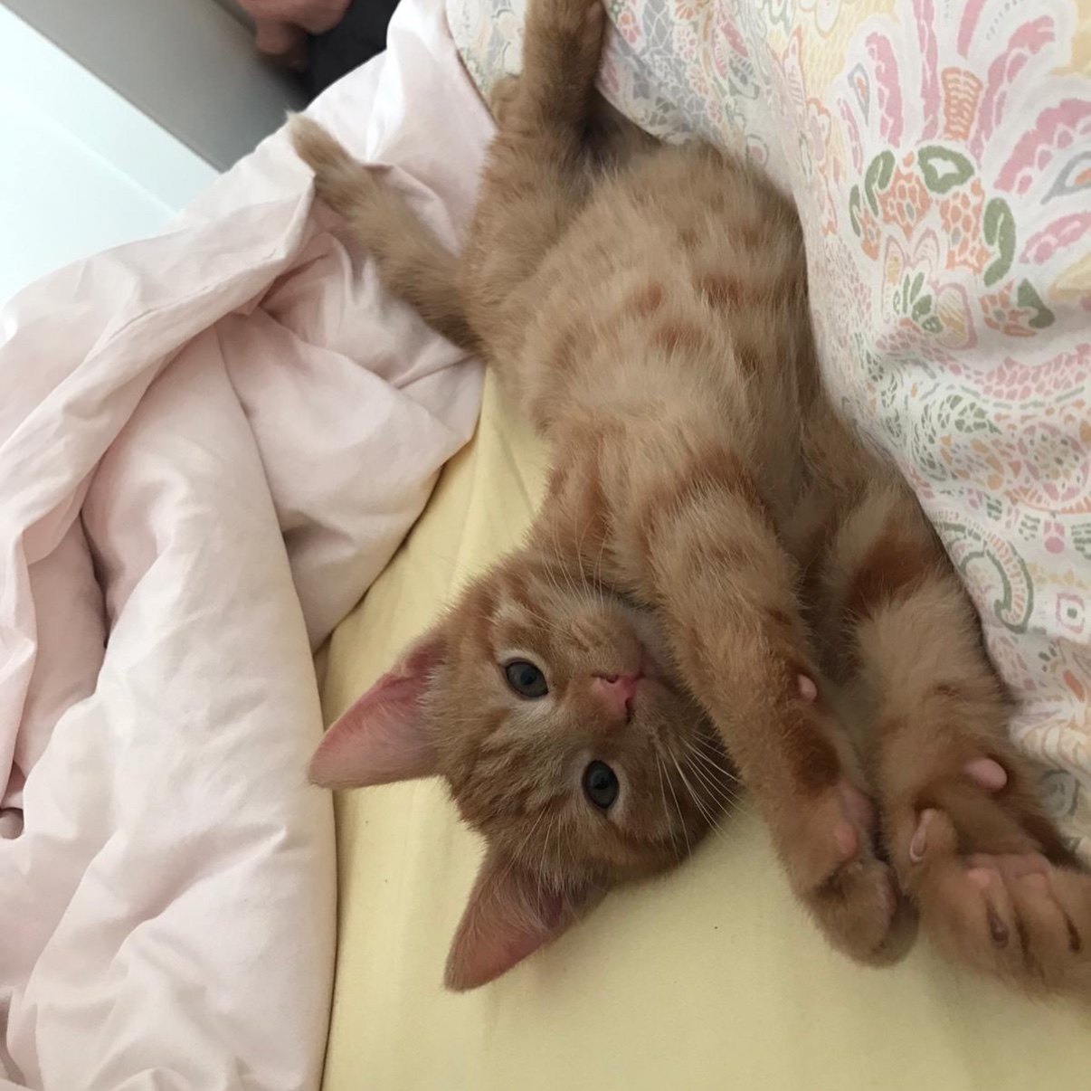 Ron