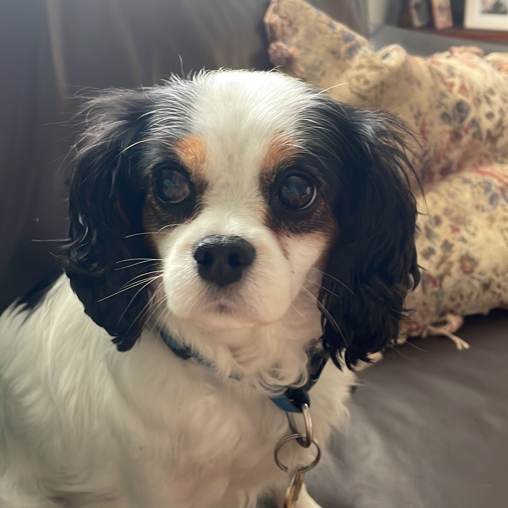 Daisy