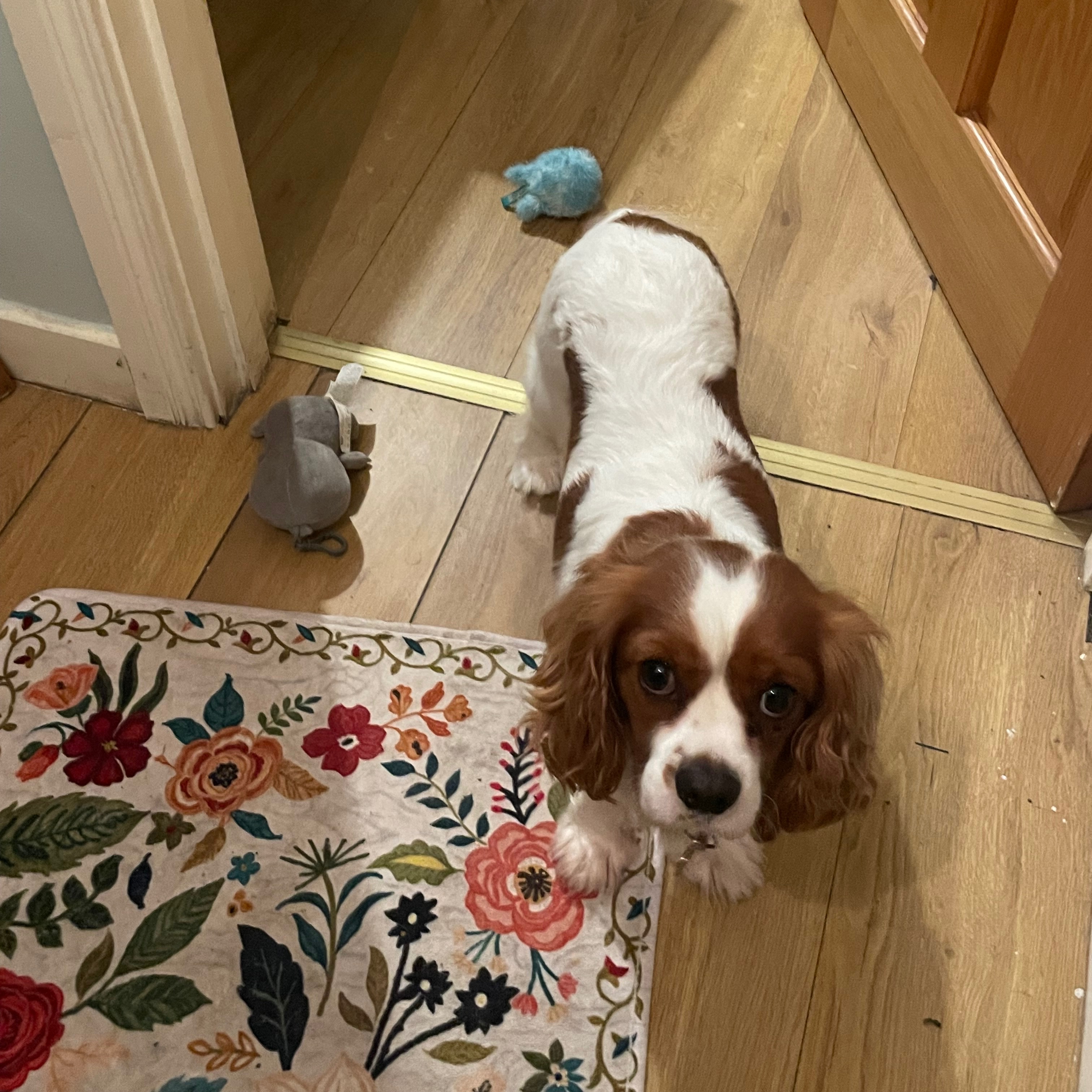 Toffee