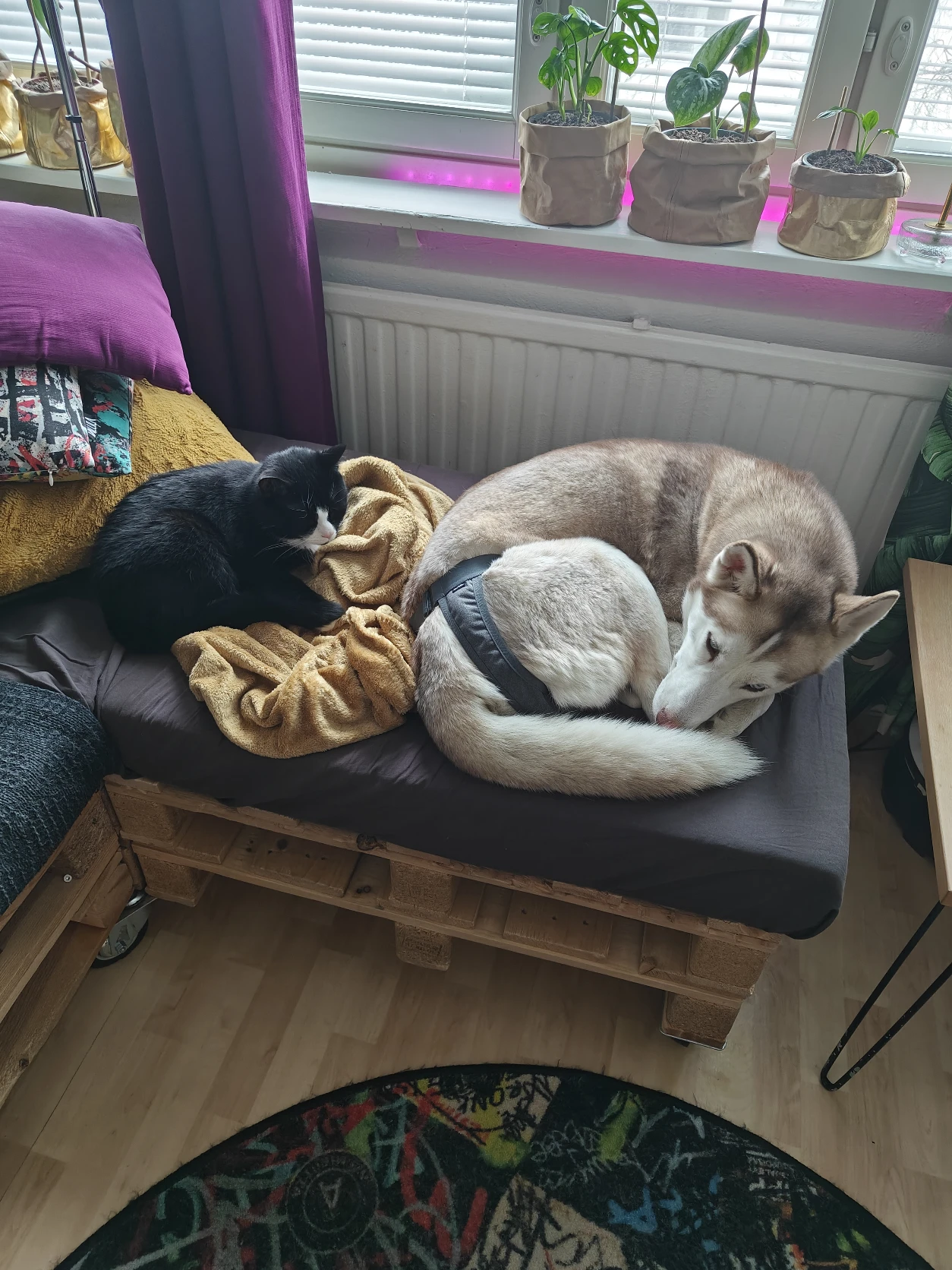 image-26