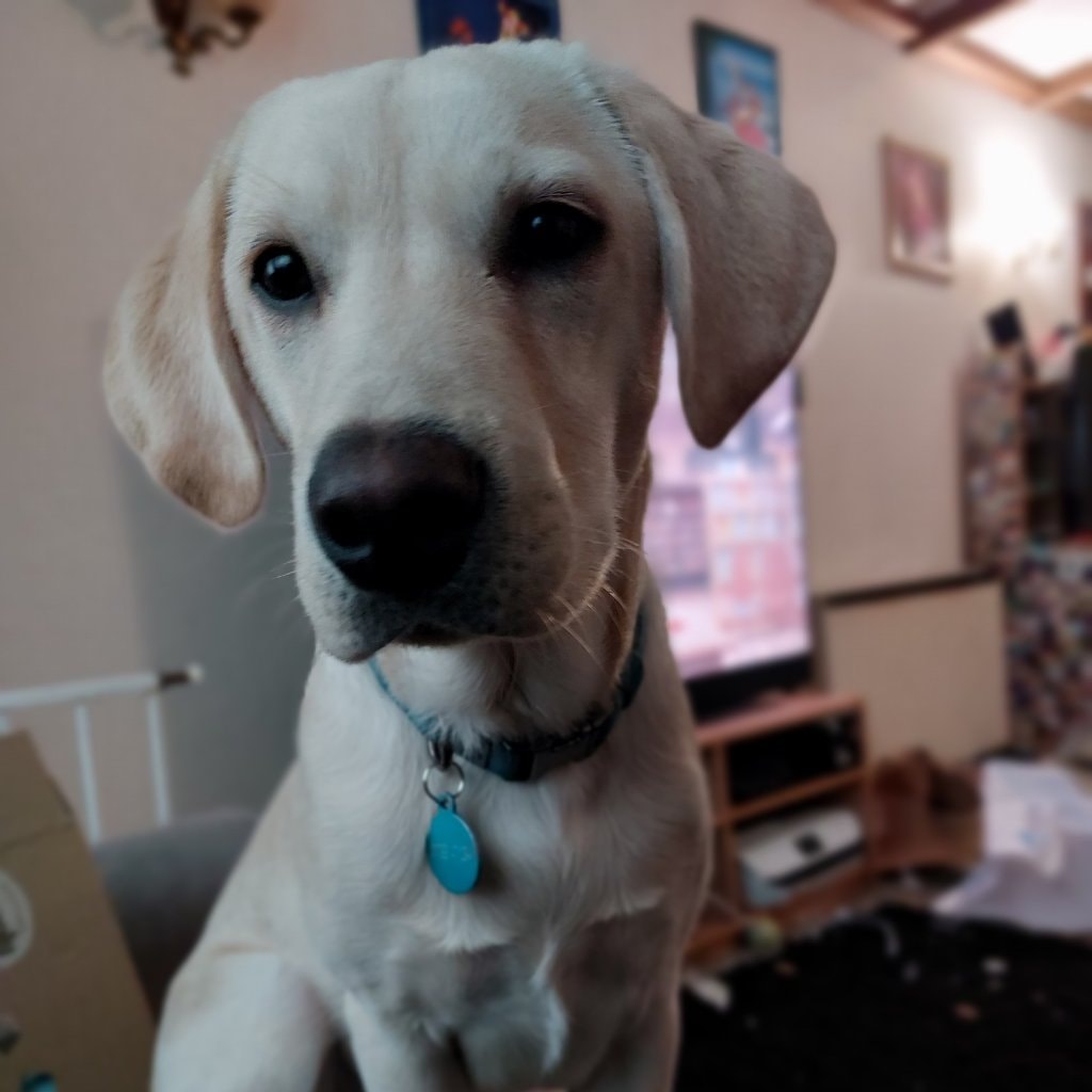 Cooper