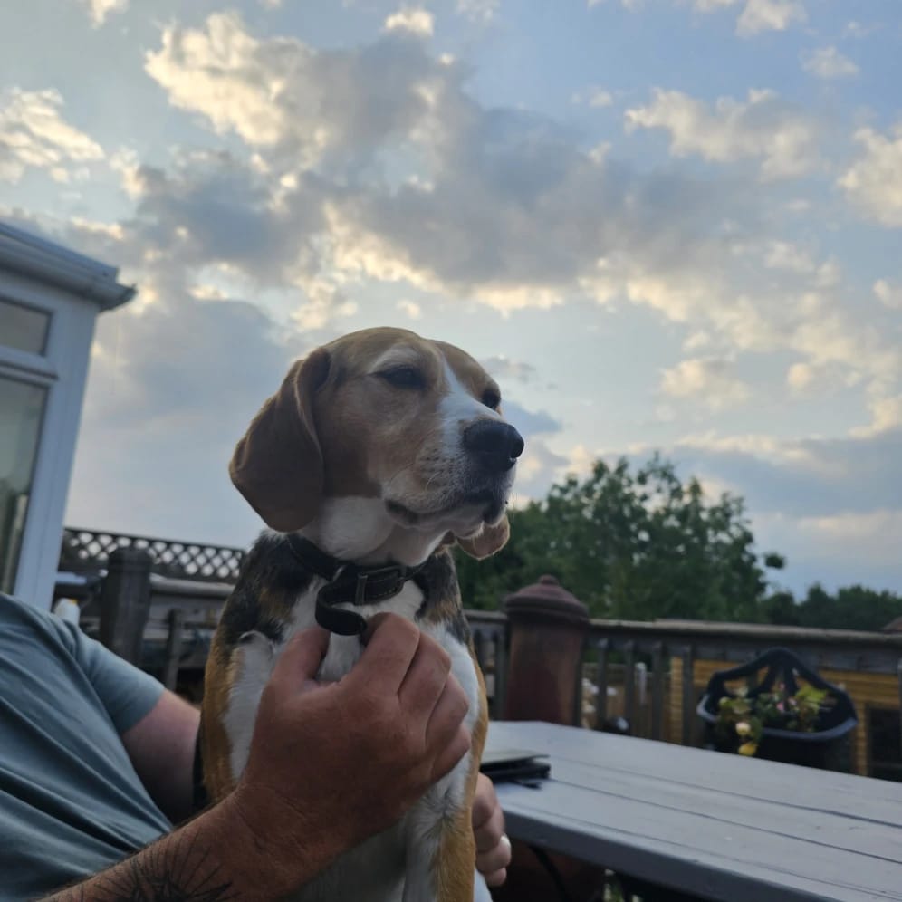 Harley