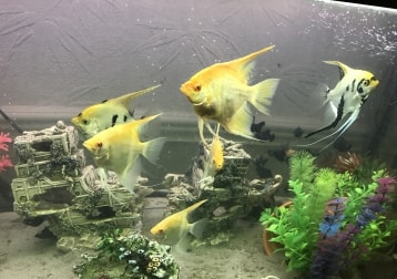 Tropical & Gold Fish