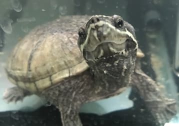 Turtles