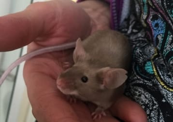 Sydney (mouse)