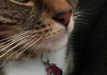Lucie