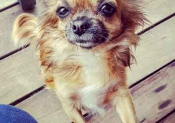 Sookie