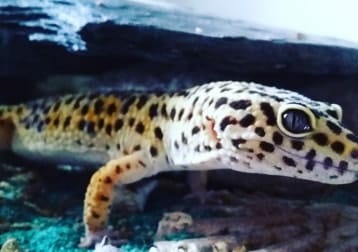 Hugo