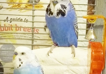 Rio And Collin