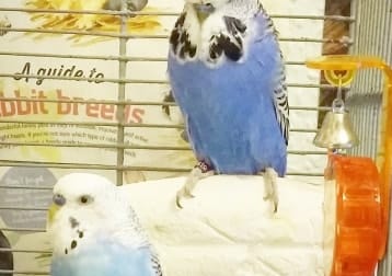 Rio And Collin