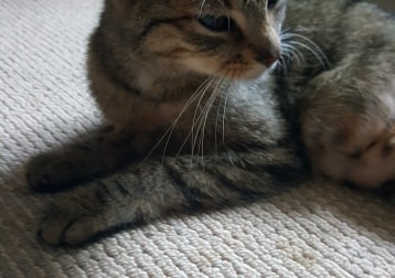Tora