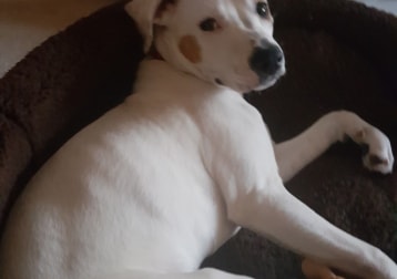 Izzy