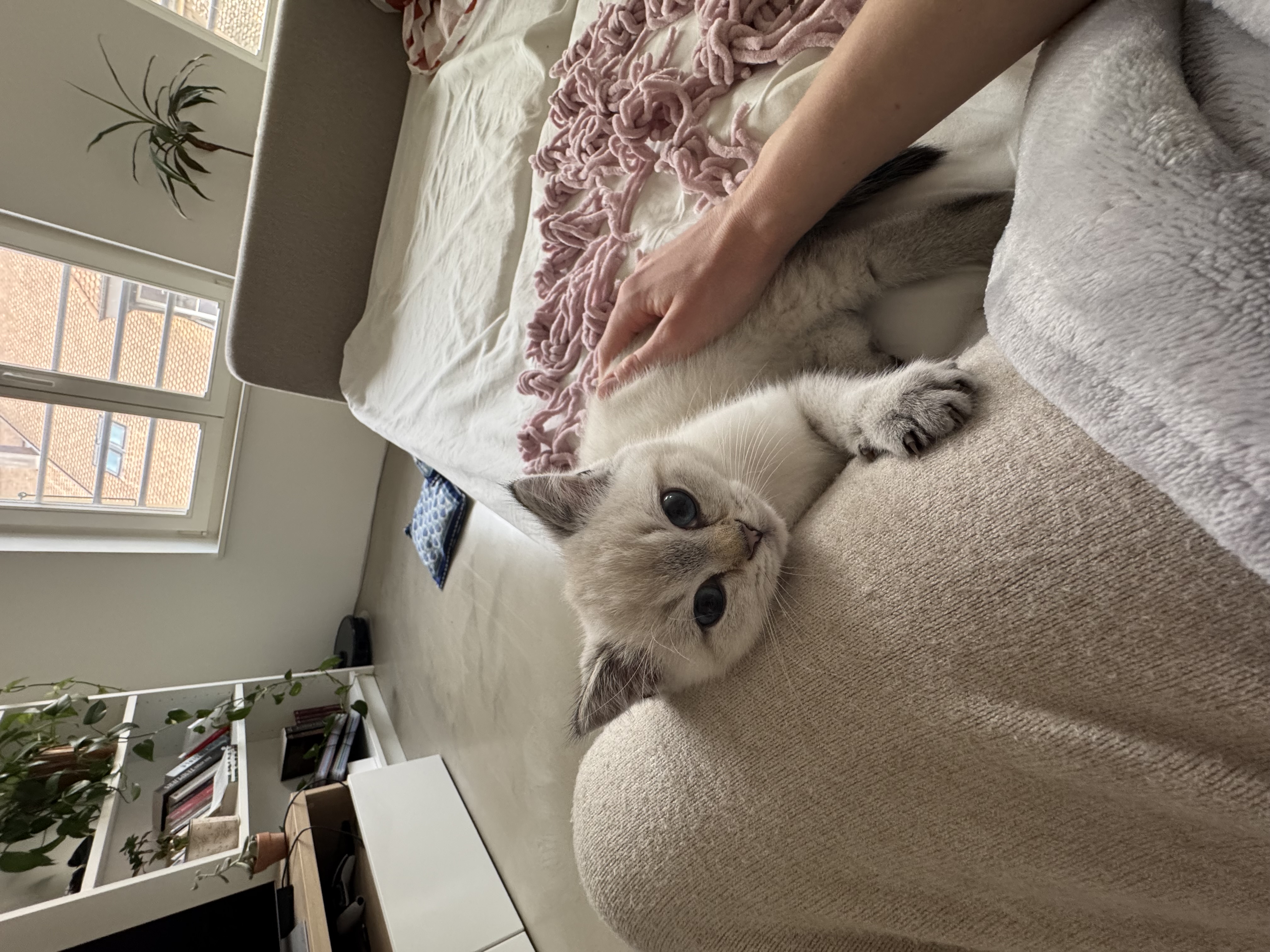 image-12