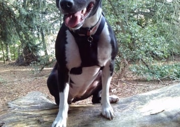 Bella