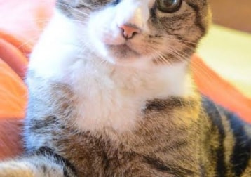 Milo (the Boy)