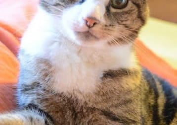Milo (the Boy)