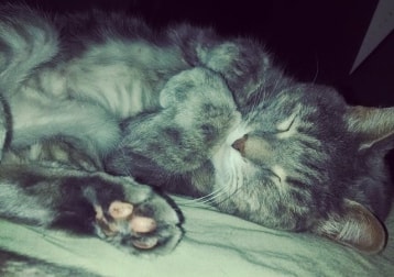 K.c. (kitty Cat)