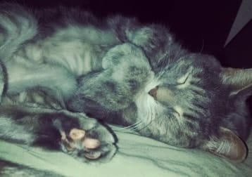 K.c. (kitty Cat)