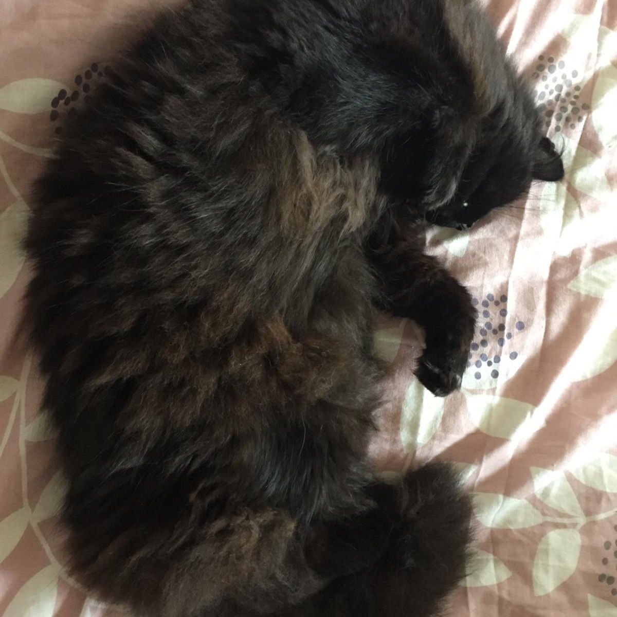 Sooty