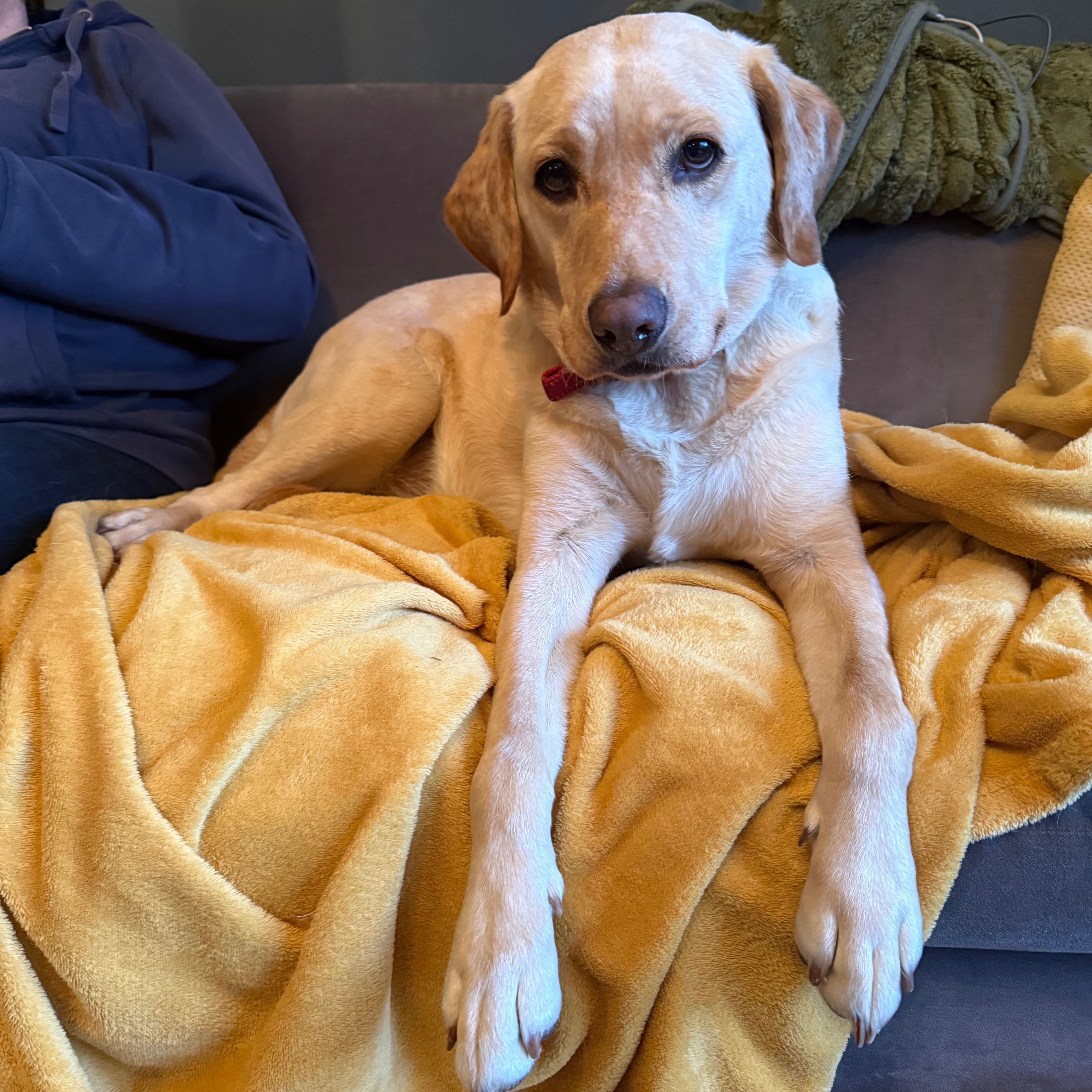 Rosie