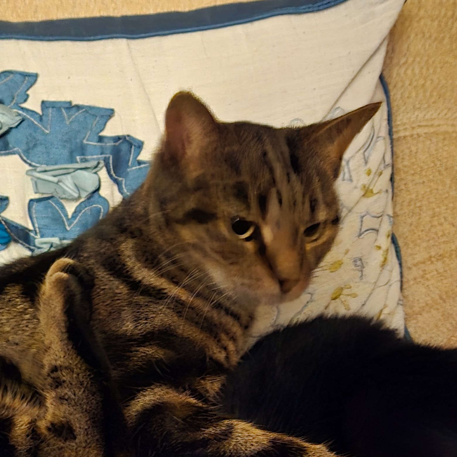 Tig