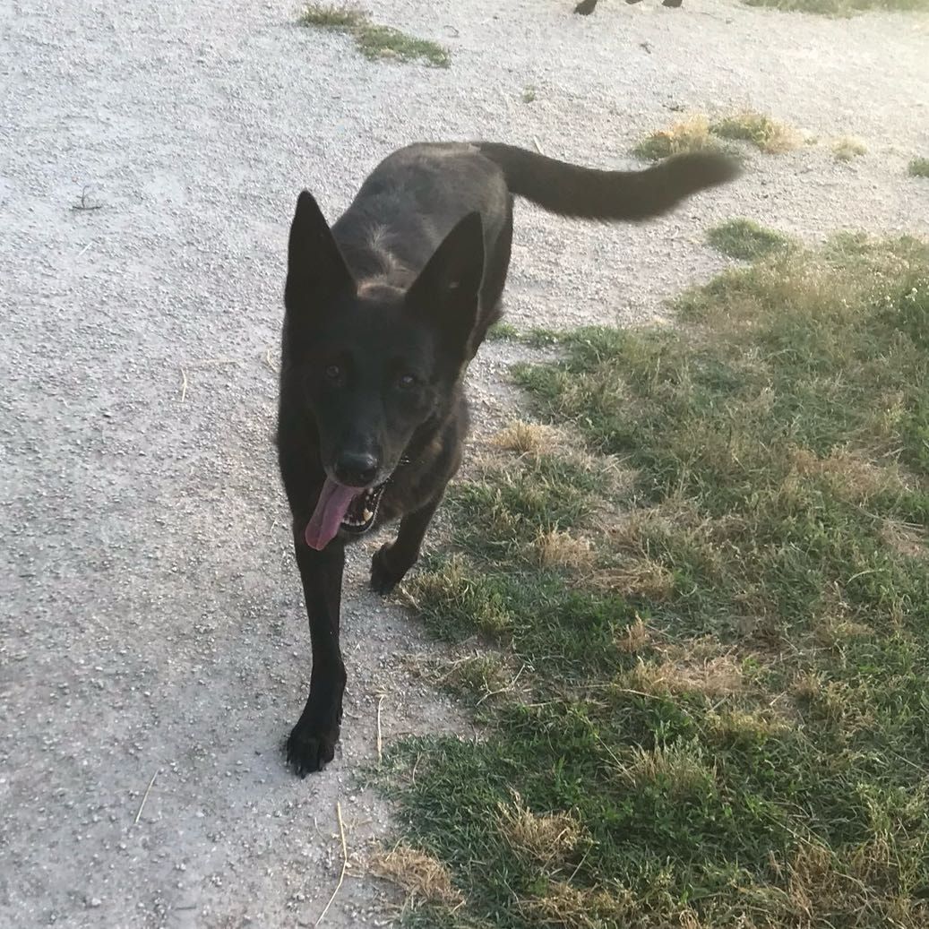 Maia