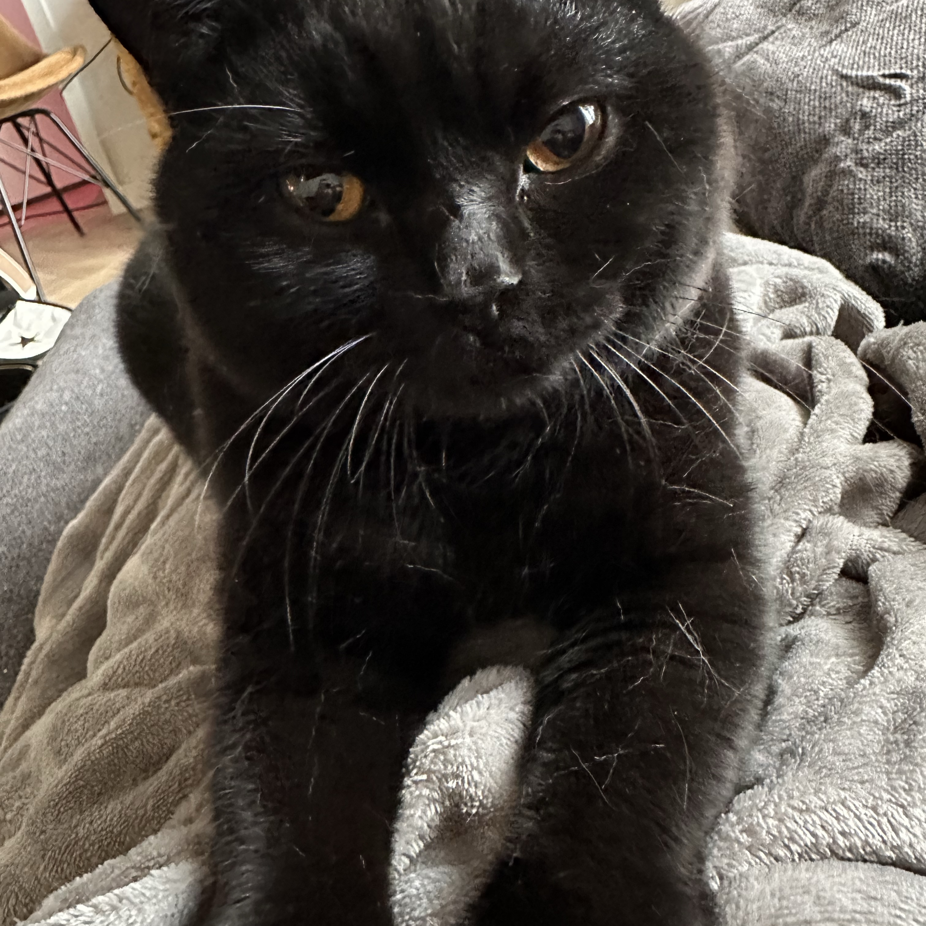 Prince 