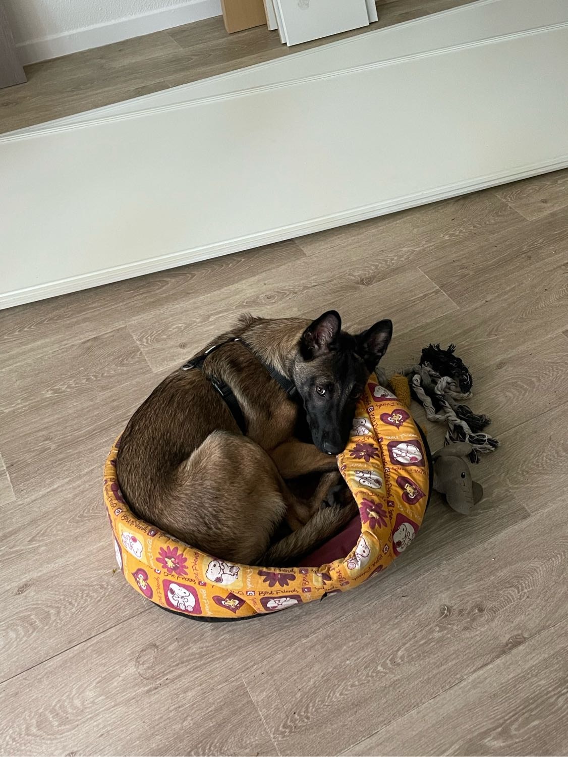 image-12
