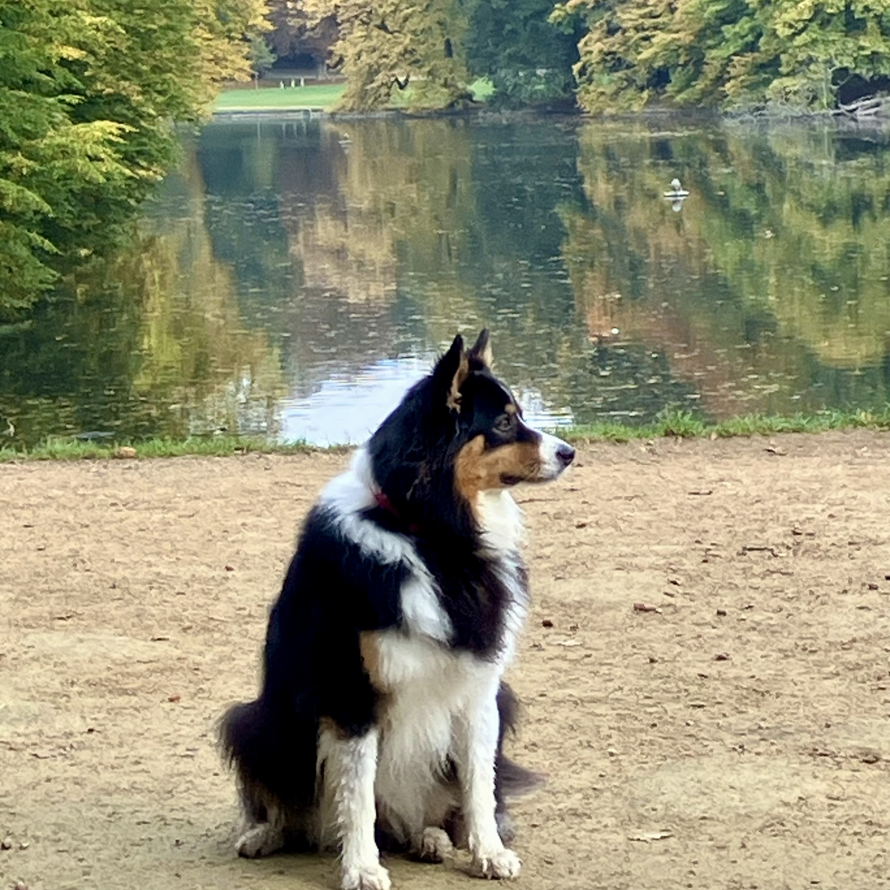 Voici Ozzy dont je m’occupe tous les jours !