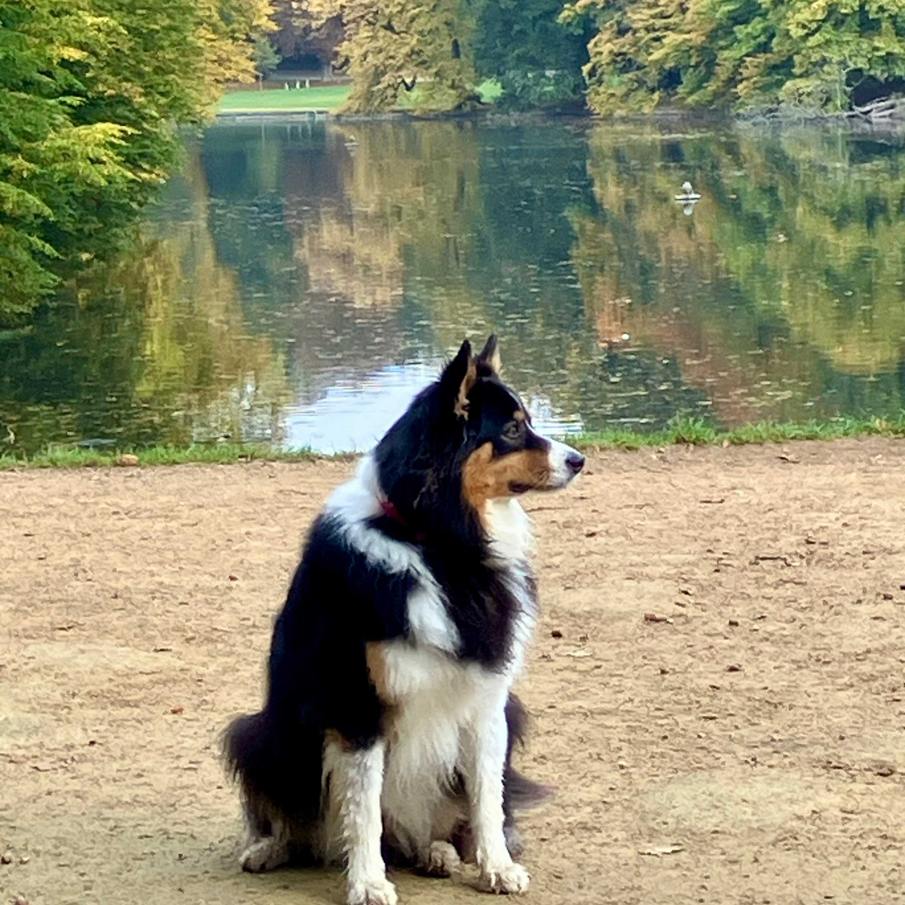 Voici Ozzy dont je m’occupe tous les jours !