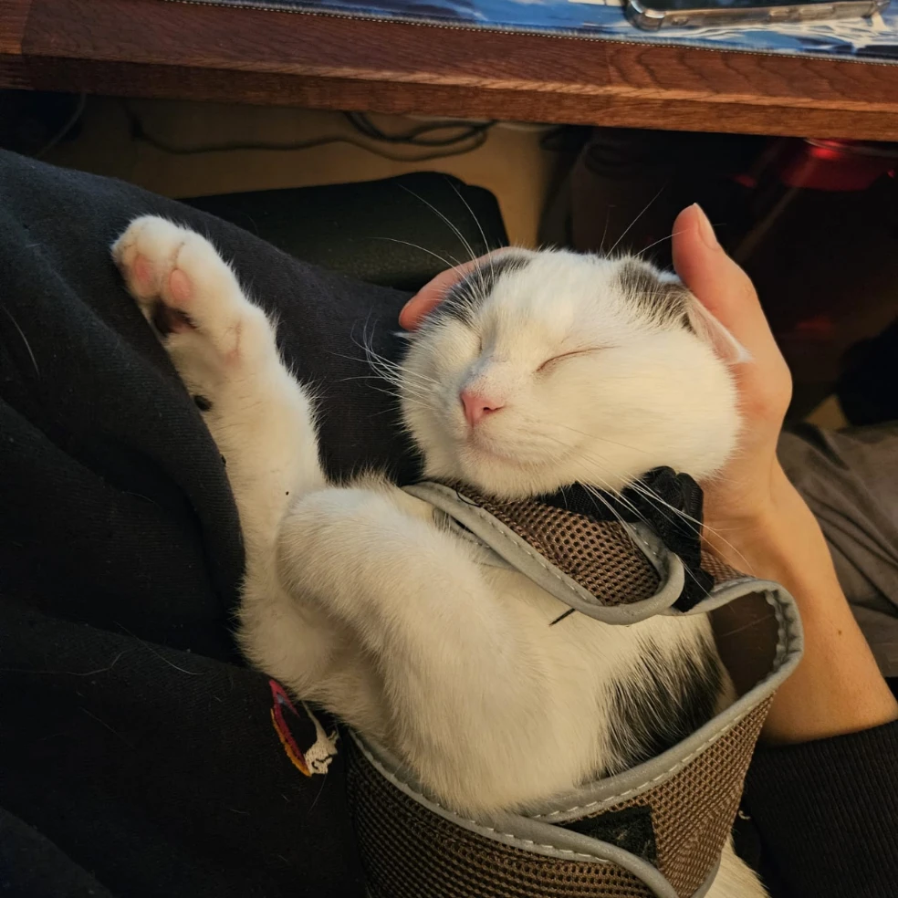 Kimchi