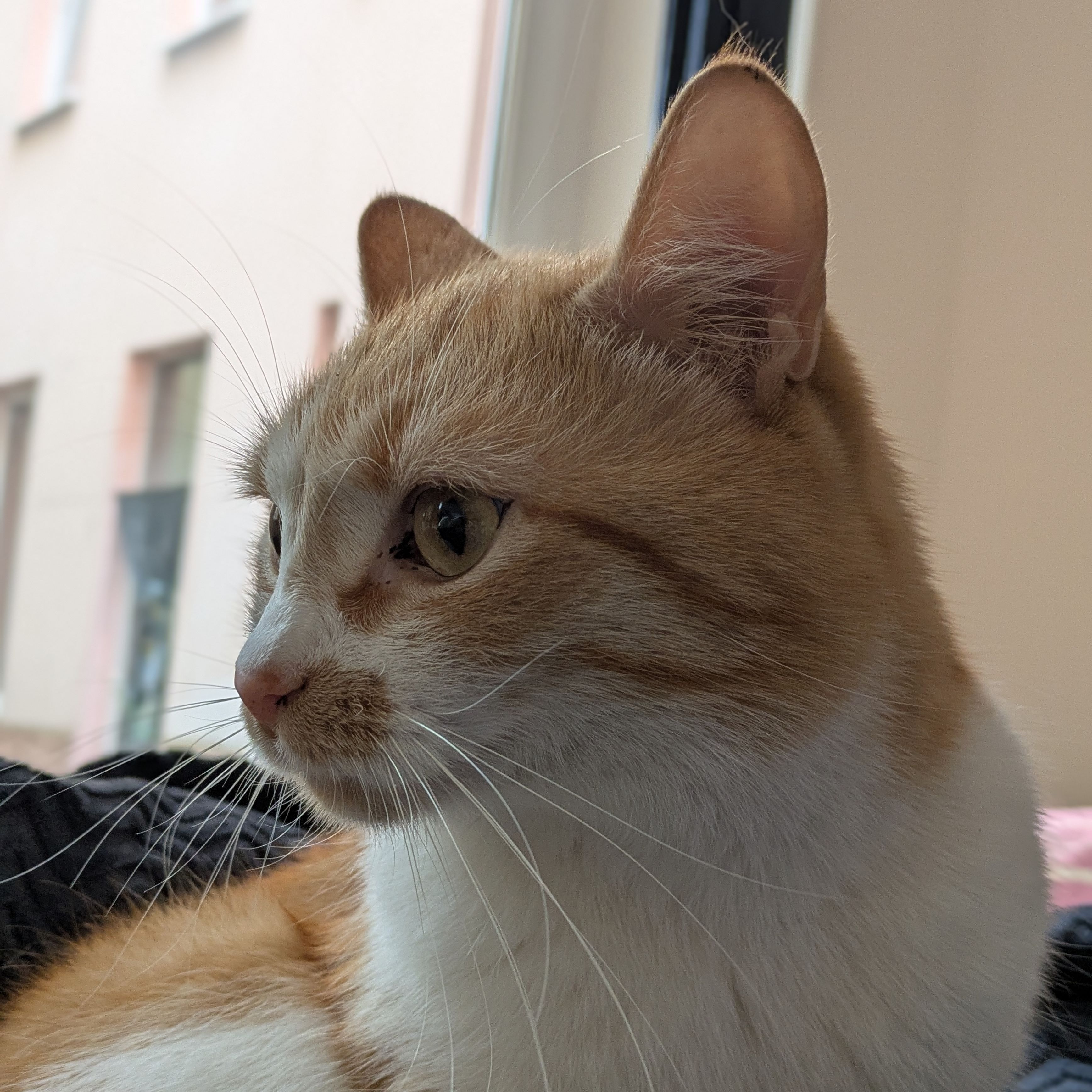 FIĆO