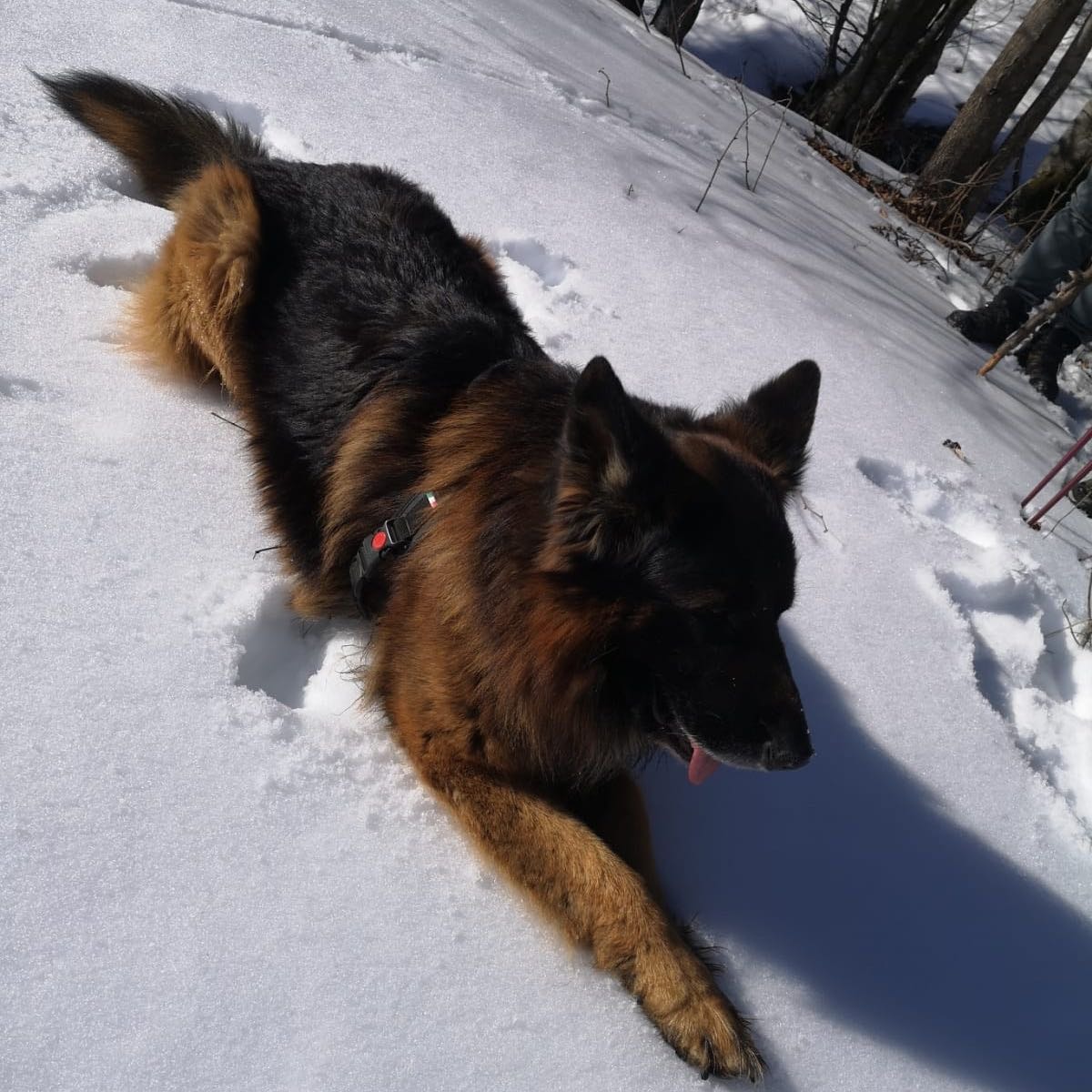 Baxter 