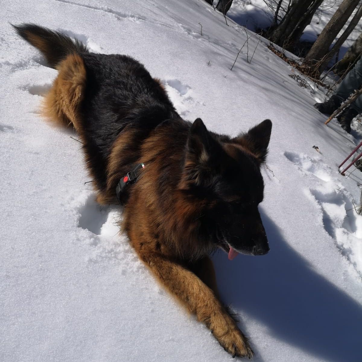 Baxter