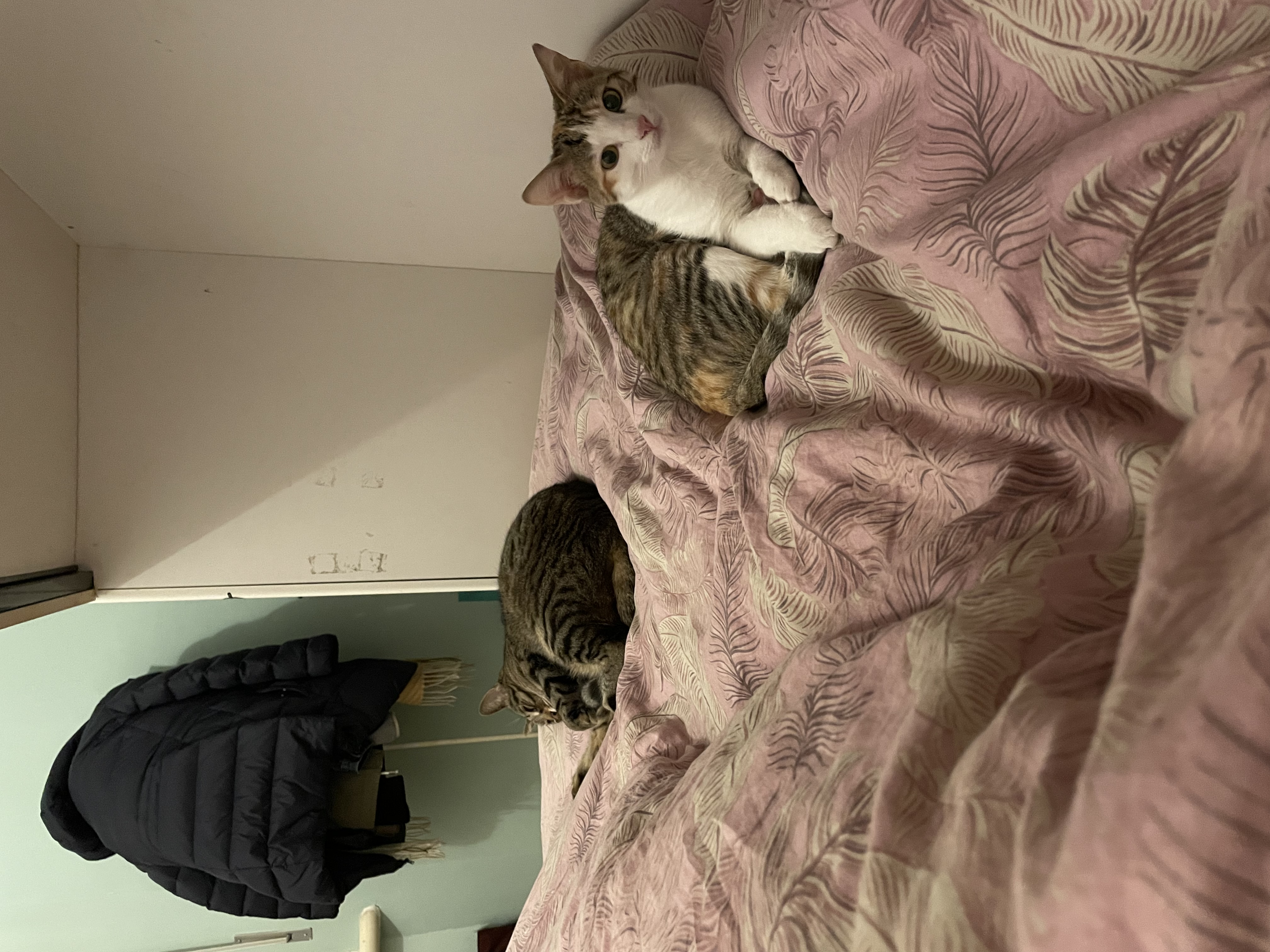 image-8