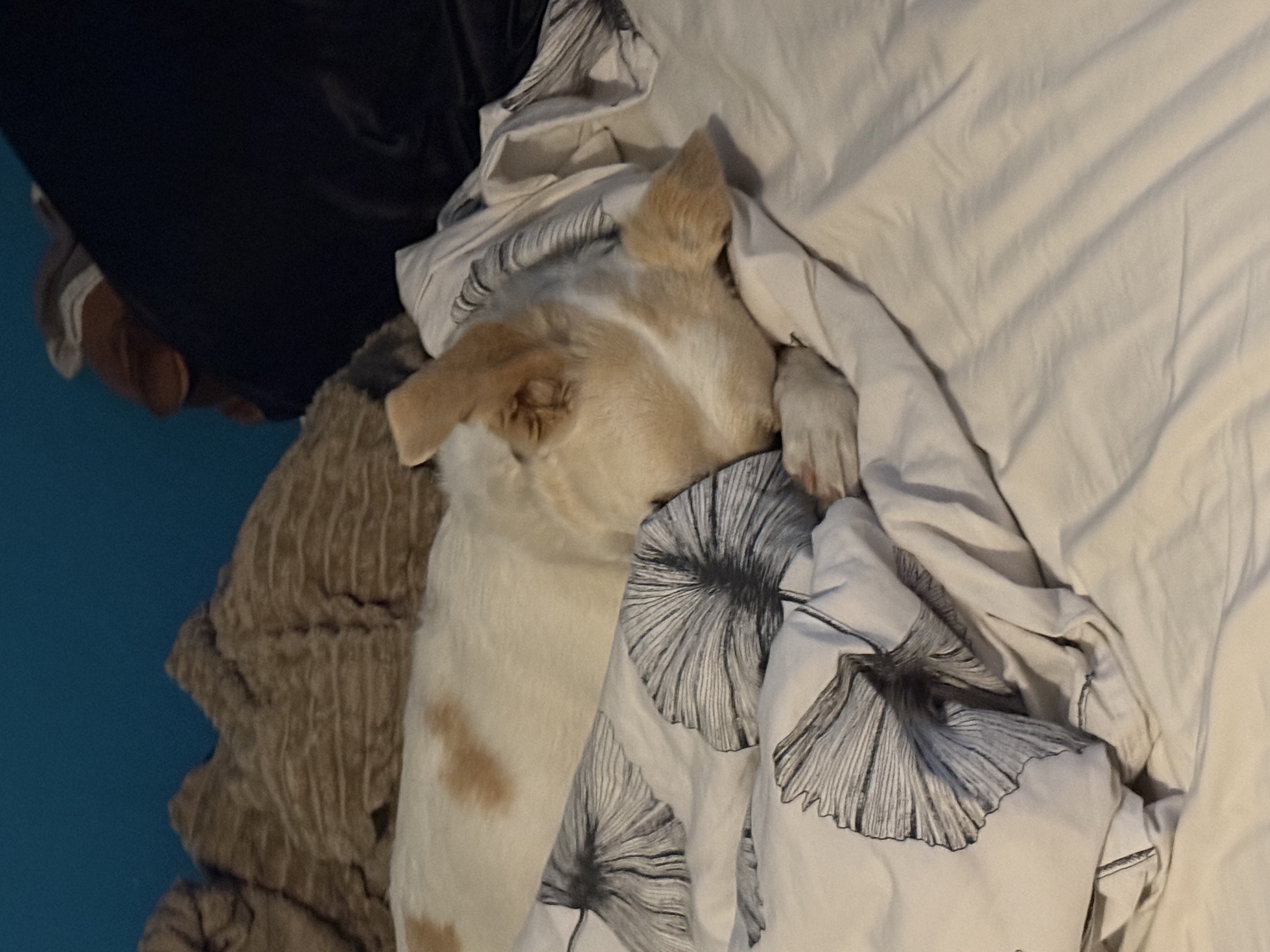 image-5
