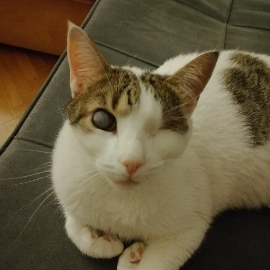 Köri